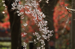 京に桜咲く