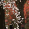 京に桜咲く