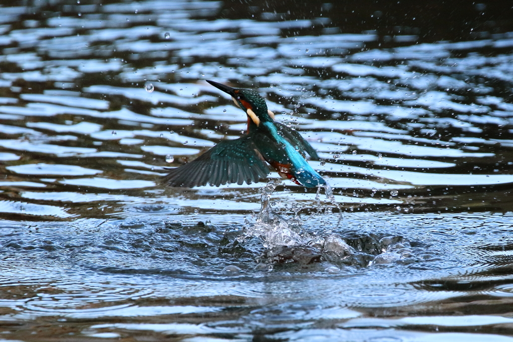 カワセミ　飛び込む②