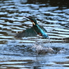 カワセミ　飛び込む②