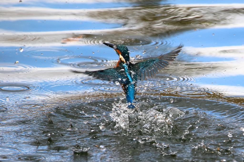 水面のカワセミ②