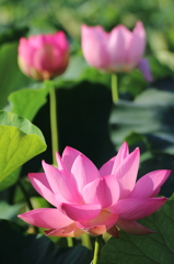 蓮の花