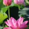 蓮の花