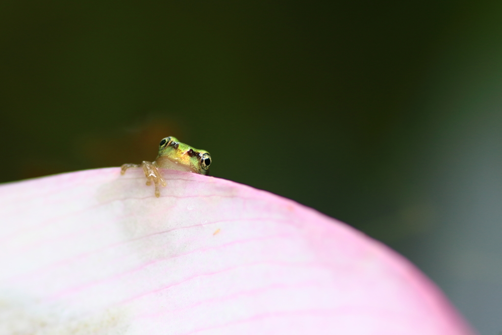 蓮花びらのチビガエルⅢ