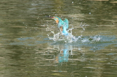 公園のカワセミダイブ