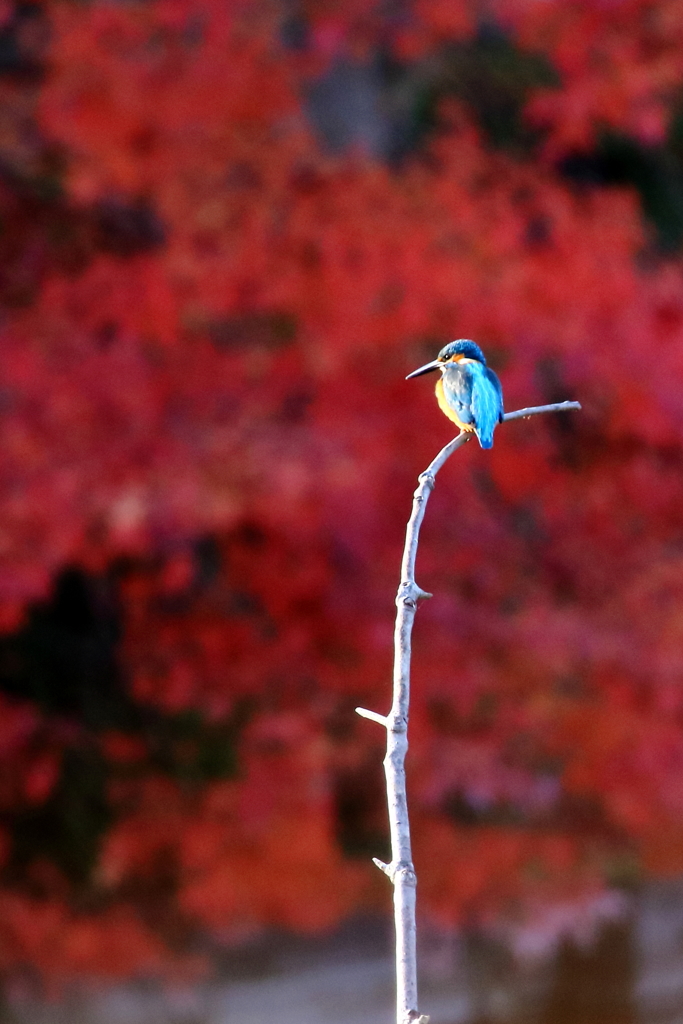 止まり木の秋