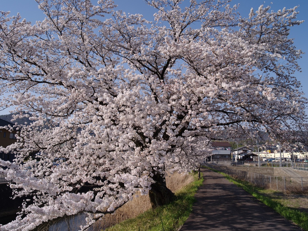 大安寺川：春 by 風林山 （ID：7643498） 写真共有サイトPHOTOHITO