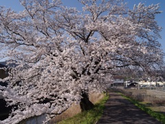 大安寺川：春