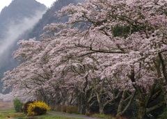 静かに咲く