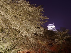夜桜・犬山