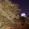 夜桜・犬山