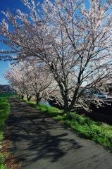 大安寺川の桜