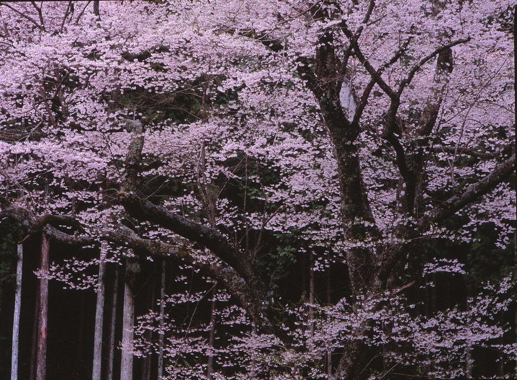 嶽見桜