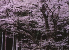 嶽見桜