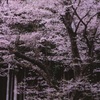 嶽見桜