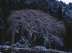 水戸野のしだれ桜
