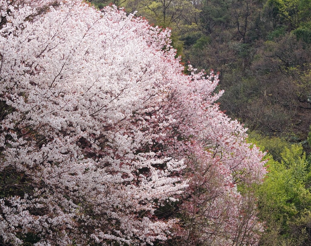 裏山の春