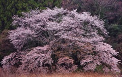 名も無き山桜