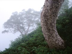白樺・五竜２