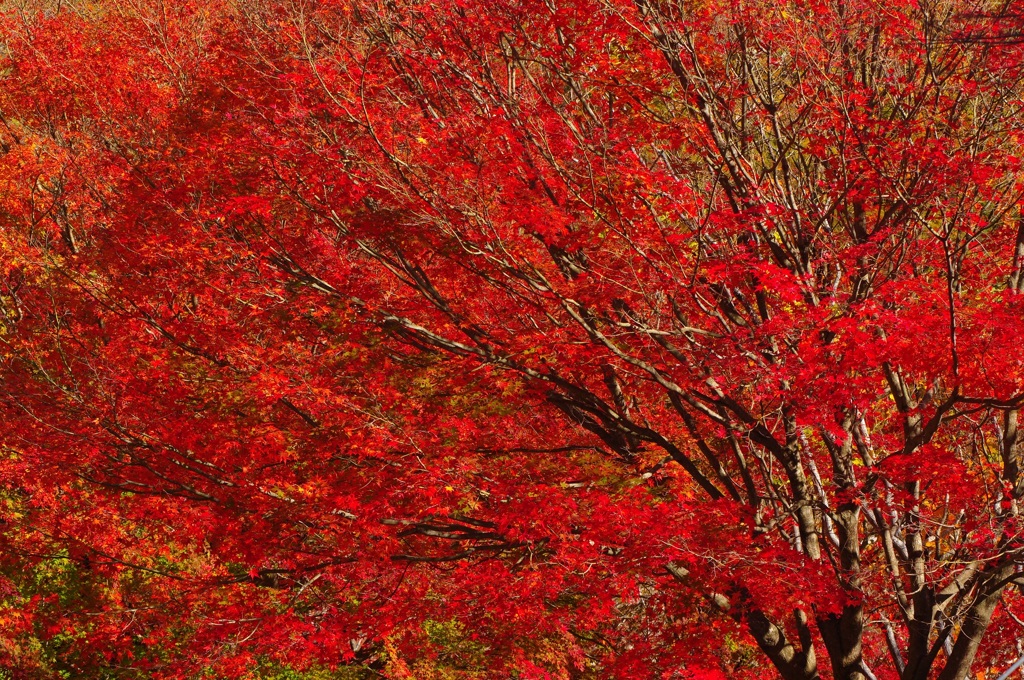 紅く色づく