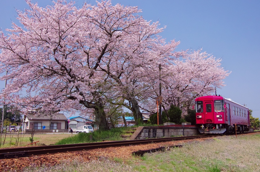 桜咲く駅に到着