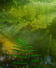 緑溶け込む静池