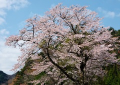 山里の老桜