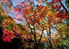 秋晴れに色づく