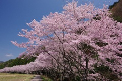 山里の桜並木