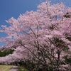 山里の桜並木