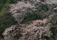 雨に咲く山桜