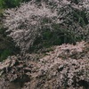 雨に咲く山桜