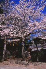 神社の桜