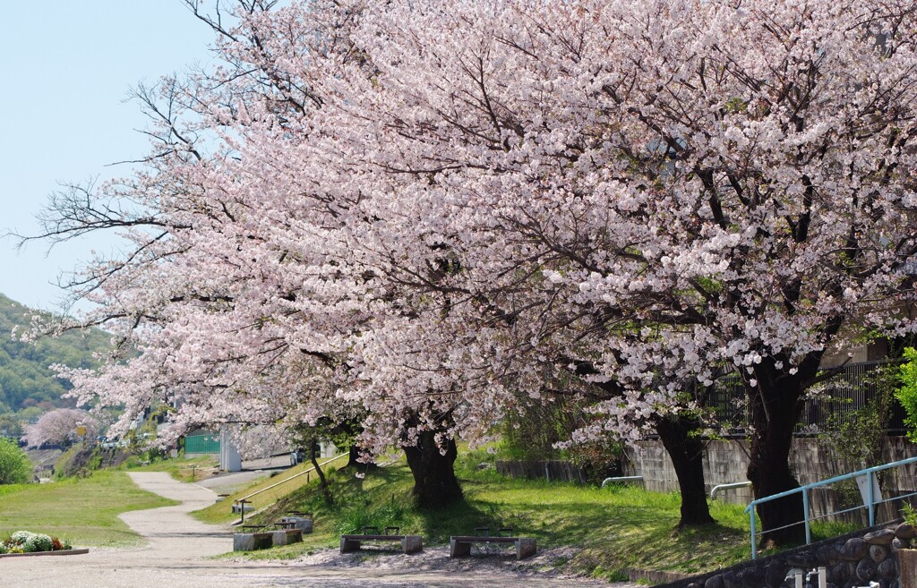 春散歩道