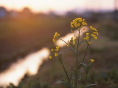 菜の花
