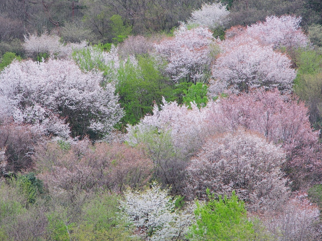 春山