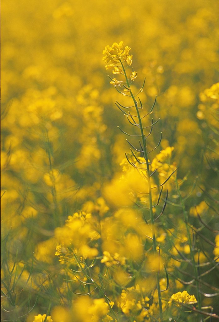 菜の花畑