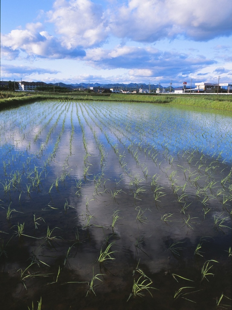 水田の鏡