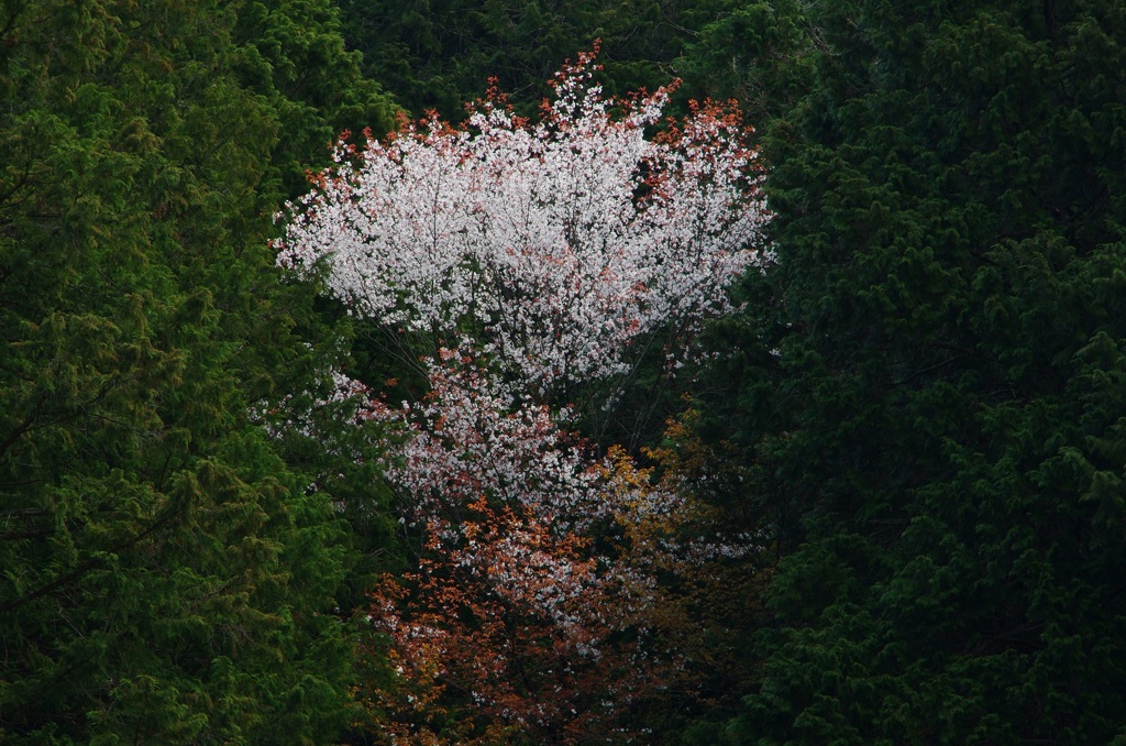 ひとり咲く