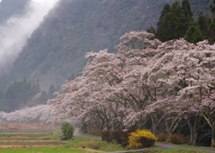 静桜