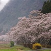 静桜