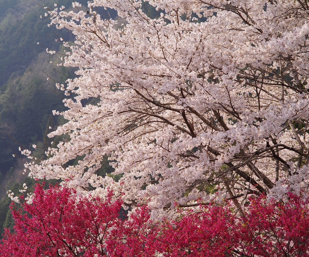 山里・春