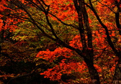 蓼科の紅葉　　_8239