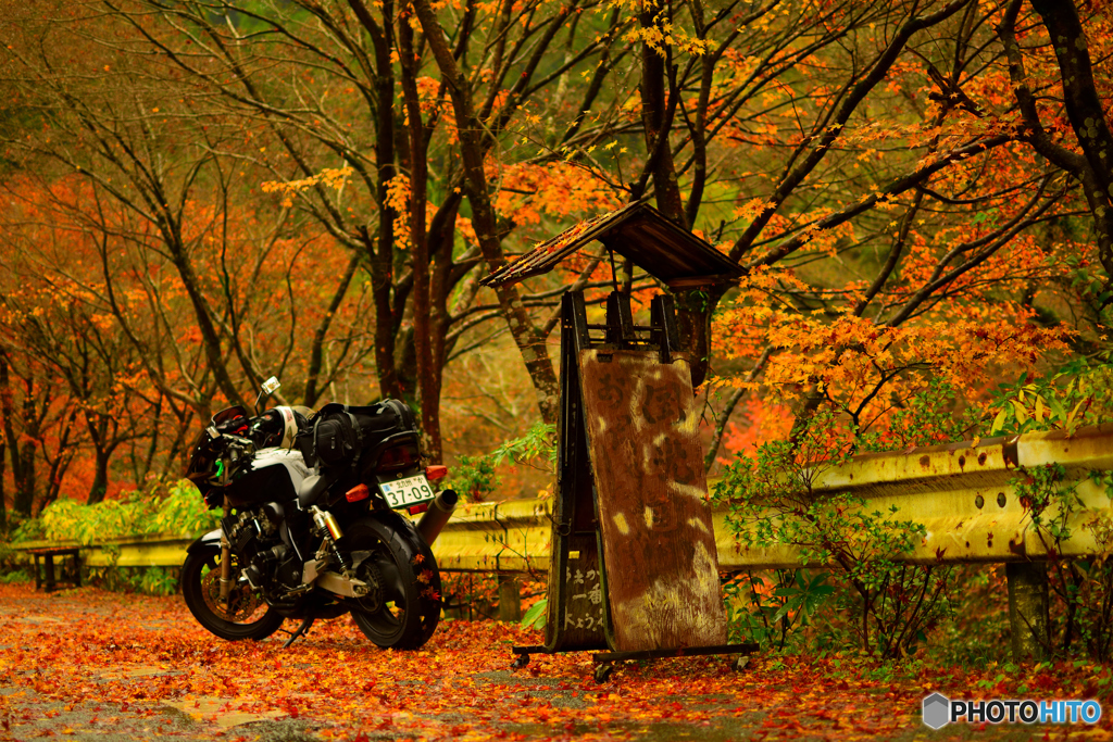 バイクと紅葉