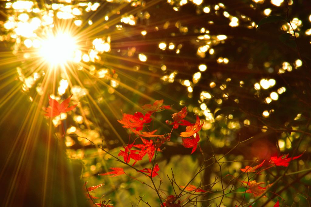 紅葉と夕日