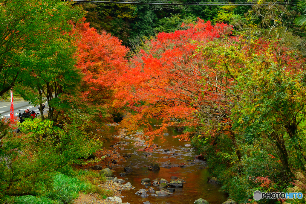 紅葉撮影