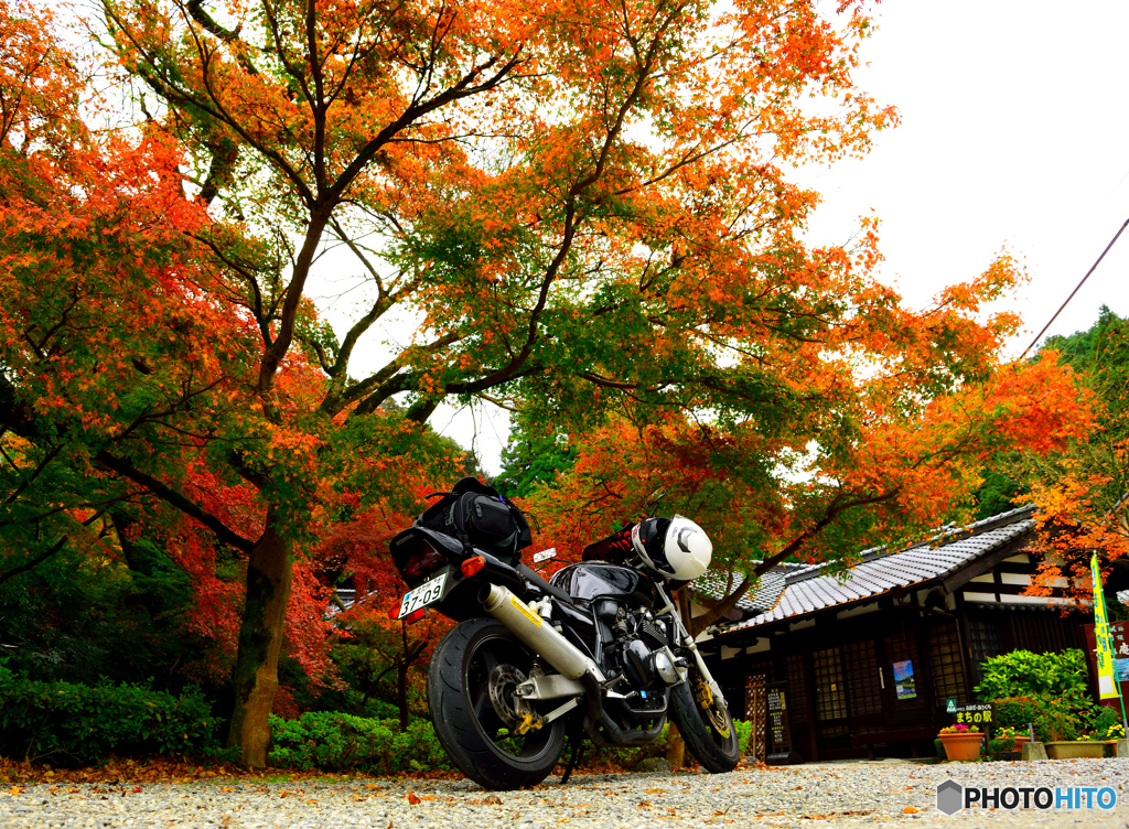 バイクと紅葉