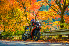 愛車と紅葉