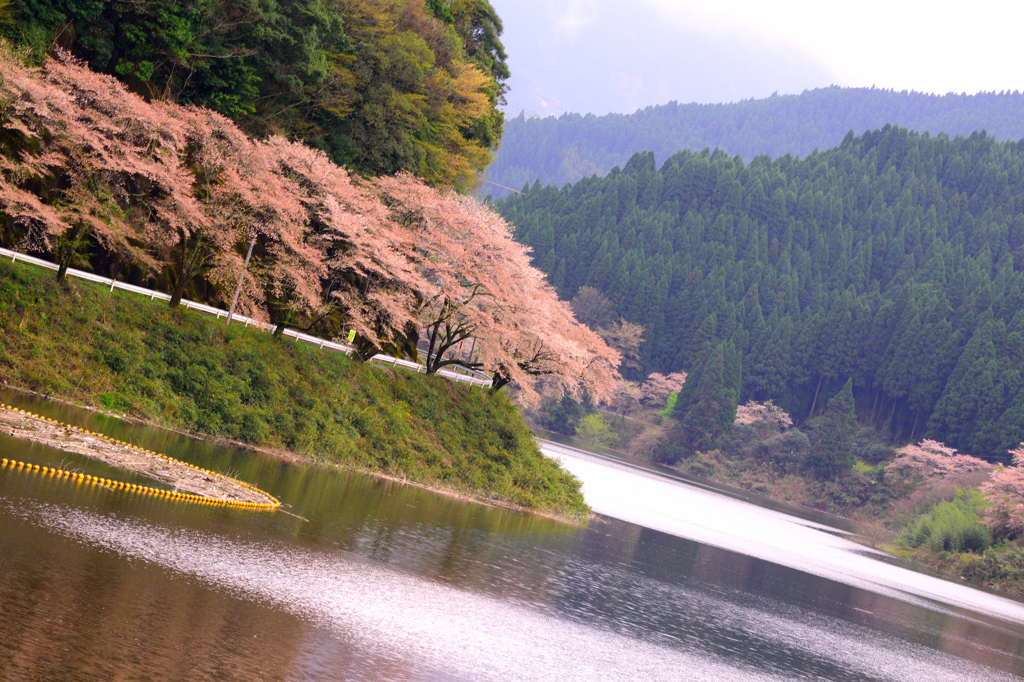 桜並木