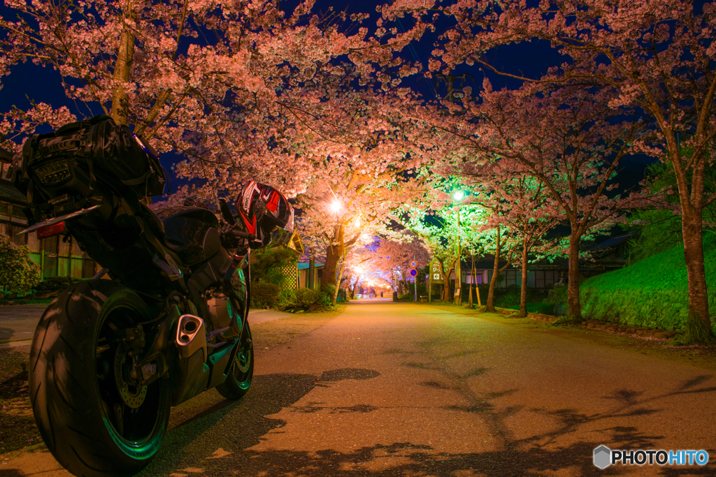 夜桜撮影